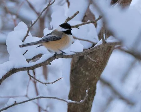 Black-capped chickadee Stock Photos