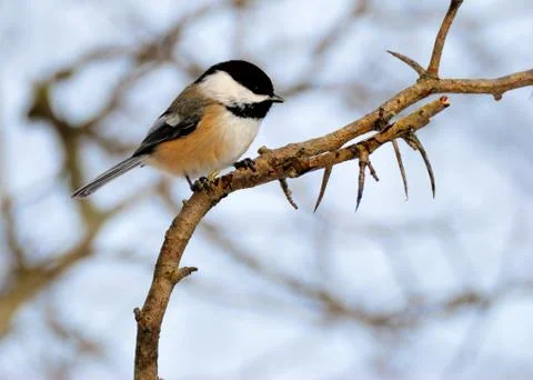 Black-capped chickadee Stock Photos