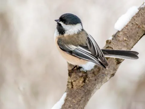 Black-capped chickadee Stock Photos