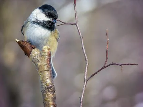 Black-capped chickadee Stock Photos