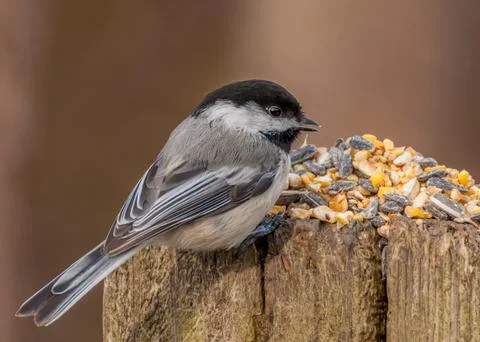 Black-capped chickadee Stock Photos