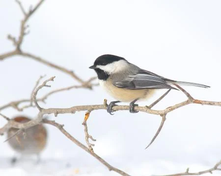 Black-capped Chickadee Stock Photos