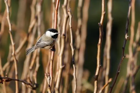 Black-capped chickadee Stock Photos