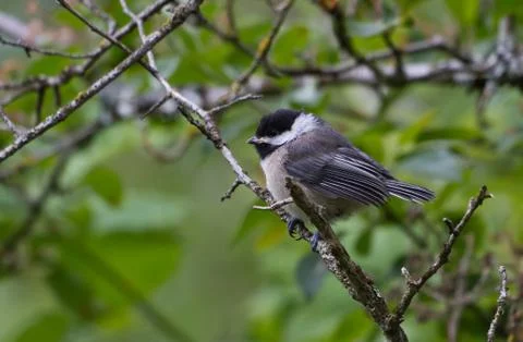 Black capped Chickadee Stock Photos