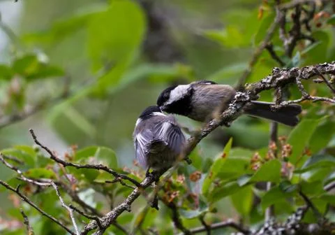 Black capped Chickadee Stock Photos
