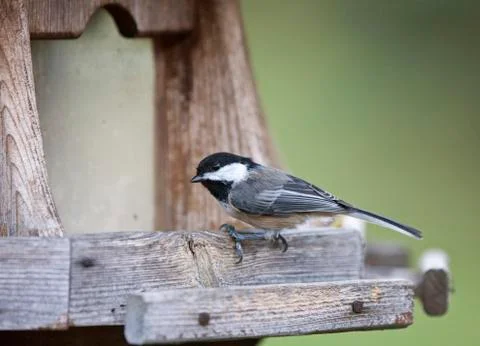 Black-capped Chickadee Stock Photos