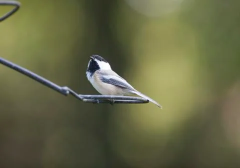 Black-capped Chickadee Stock Photos