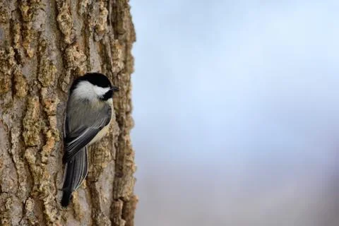 Black-capped Chickadee Stock Photos