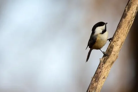 Black-capped chickadee Stock Photos