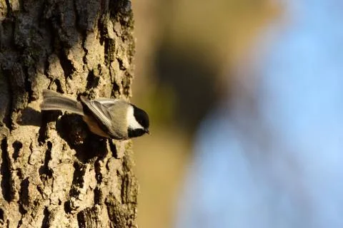 Black-capped chickadee 스톡 사진