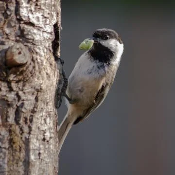 Black-capped Chickadee Stock Photos