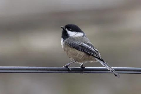 Black capped chickadee 스톡 사진