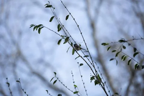 Black-Capped Chickadee Stock Photos