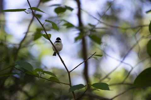 Black-Capped Chickadee Foto stock