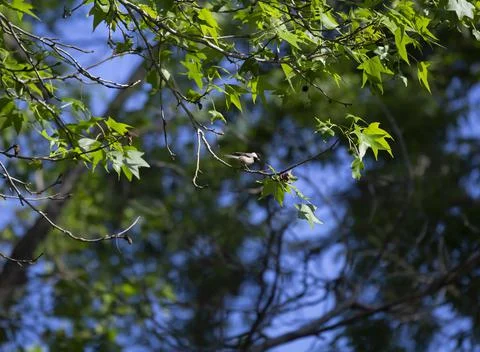 Black-Capped Chickadee Stock Photos