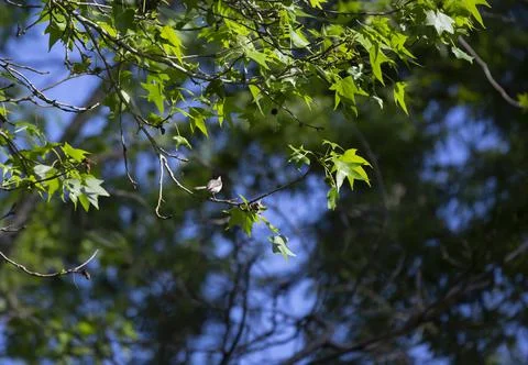 Black-Capped Chickadee Stock-Fotos