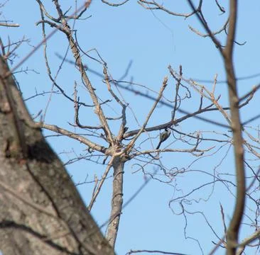Black capped chickadee Stock Photos
