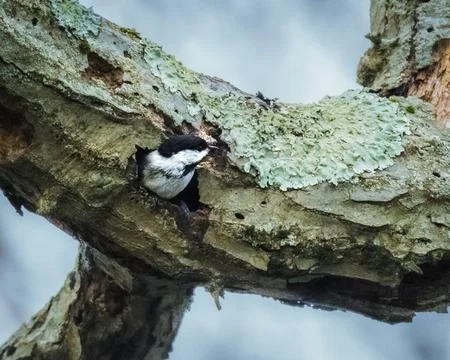 Black Capped Chickadee Foto stock
