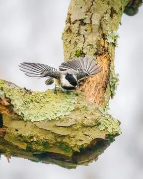 Black Capped Chickadee Stock Photos
