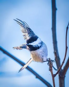 Black Capped Chickadee Stock Photos