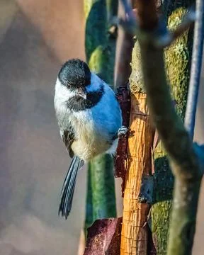 Black Capped Chickadee Stock Photos
