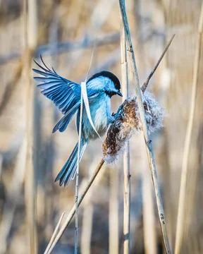 Black Capped Chickadee Stock Photos