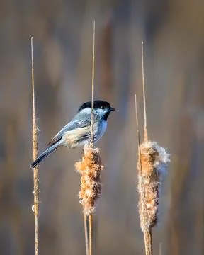 Black Capped Chickadee Stock Photos
