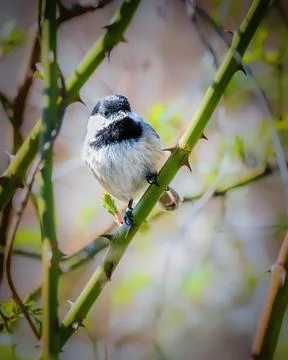 Black Capped Chickadee Stock Photos