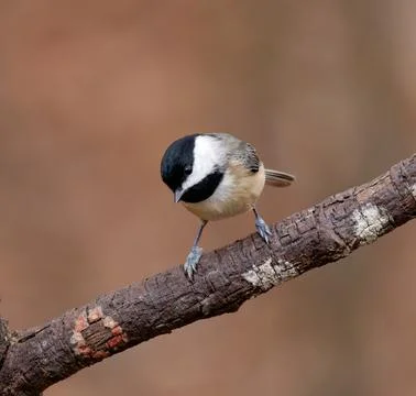 Black-capped Chickadee Fotos de archivo