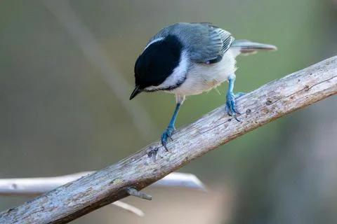 Black-Capped Chickadee Stock Photos