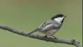 Black-capped Chickadee (Poecile atricapillus) 3 HD Footage