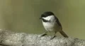 Black-capped Chickadee (Poecile atricapillus) 1 HD Footage