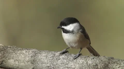 Black-capped Chickadee (Poecile atricapillus) 1 Stock Footage