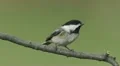 Black-capped Chickadee (Poecile atricapillus) 2 HD Footage
