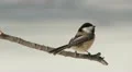 Black-capped Chickadee (Poecile atricapillus) 4 HD Footage