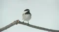 Black-capped Chickadee (Poecile atricapillus) 5 HD Footage