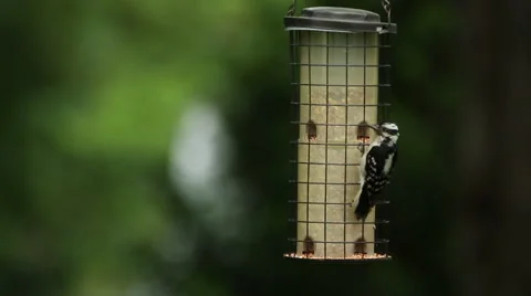 A black-capped chickadee (Poecile atricapillus) eats from a bird feeder Stock Footage 47578801