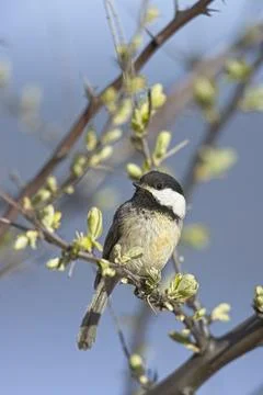 Black capped chickadee posing on a twig. Stock Photos