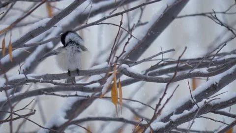 Black-capped chickadee preening and grooming itself on a snowy winter day Stock Footage 145766788