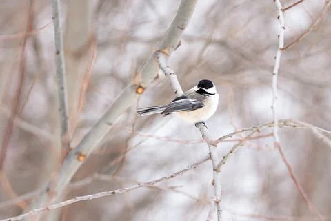 Black-capped Chickadee in Quebec winter Stock Photos