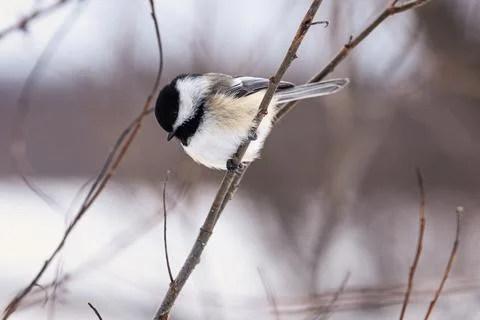 Black-capped Chickadee in Quebec winter Stock Photos