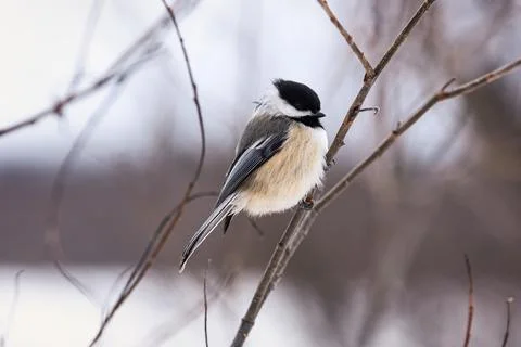 Black-capped Chickadee in Quebec winter Stock Photos