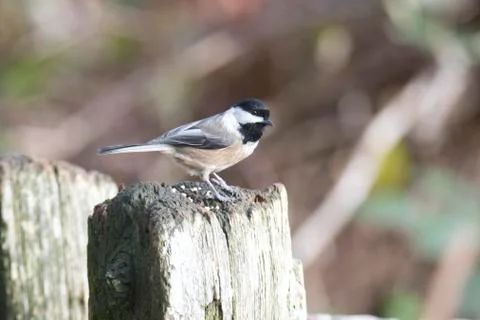 Black-capped chickadee resting on the stud.   Burnaby BC Stock Photos