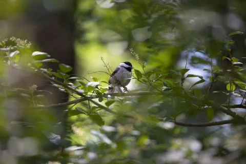 Black-Capped Chickadee on a Shrub Stock Photos