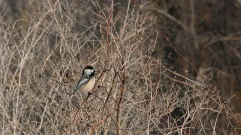 Black-capped Chickadee singing, spring songs, E USA Stock Footage 149947210