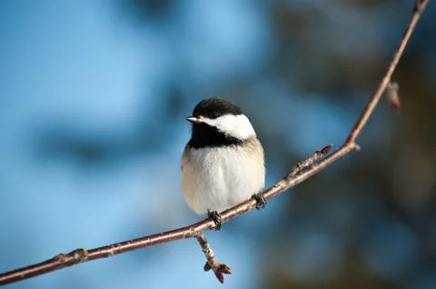 Black-Capped Chickadee Sitting on a Branch Stock Photos