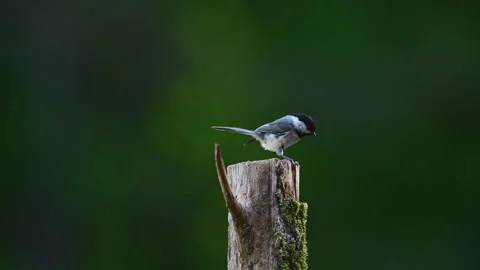 Black-capped Chickadee sitting on cedar post on farm Video stock 307931414
