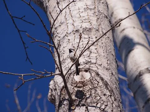 Black Capped Chickadee Sitting on a Poplar Branch Stock Photos