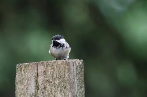 Black-capped Chickadee sitting on a post 写真素材