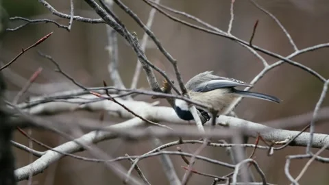 Black-capped chickadee sitting on a tree branch in the forest Stock Footage 271424097